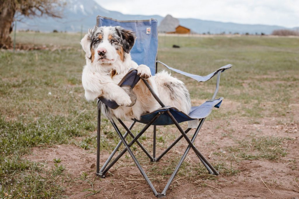 Op vakantie Nederland België met de hond