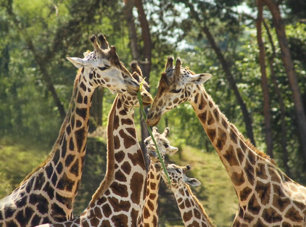 Bijzonder overnachten Safaripark Beekse Bergen Boomhut