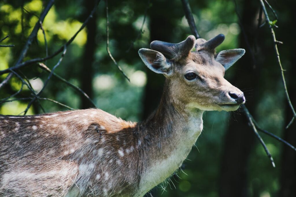 Beste vakanties Nederland Veluwe