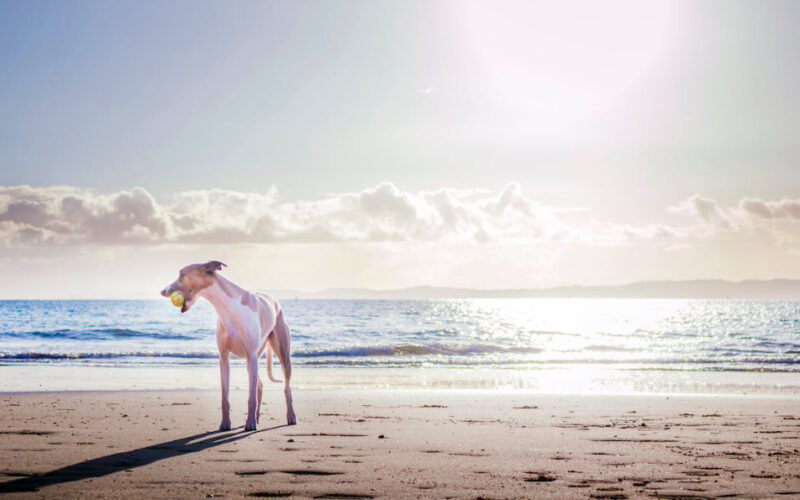 Reizen met de hond